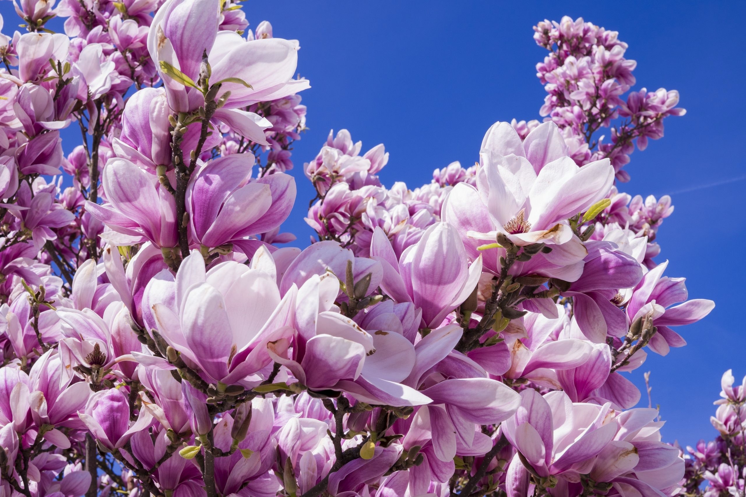 Magnolia Flower , HD Wallpaper & Backgrounds