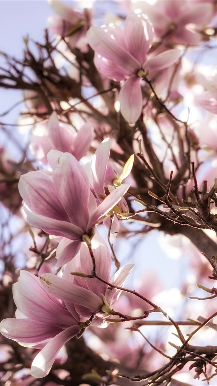 Spring Iphone Wallpaper - Magnolia Tree Wallpaper Iphone , HD Wallpaper & Backgrounds