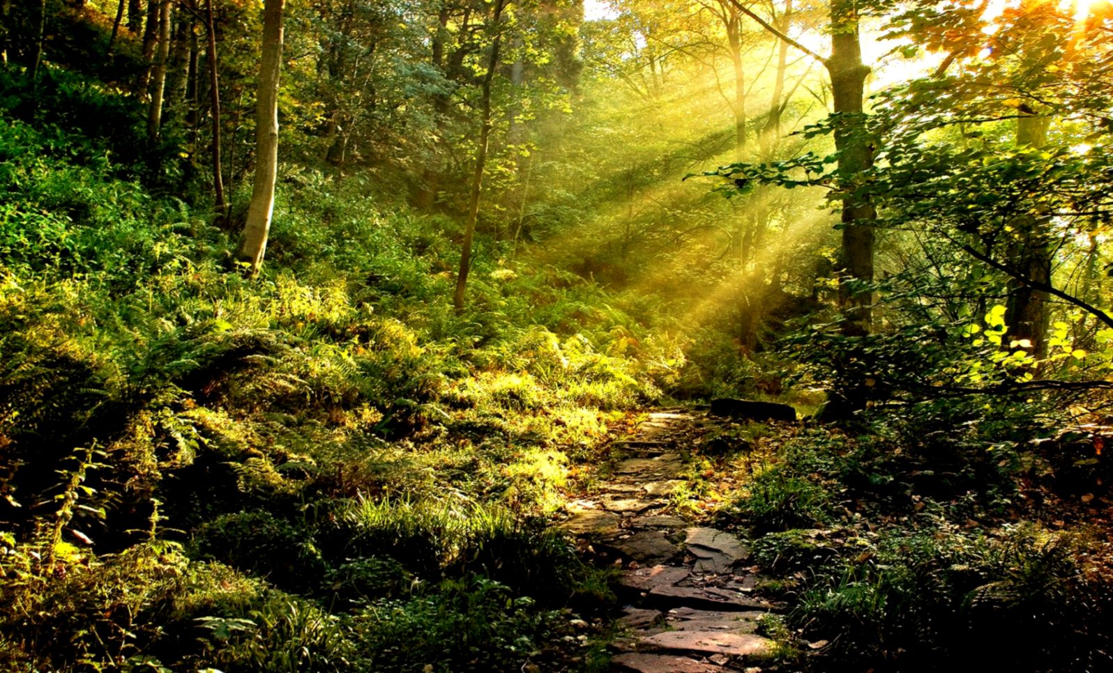 Rainforest Wallpaper Hd - Path In The Forest , HD Wallpaper & Backgrounds