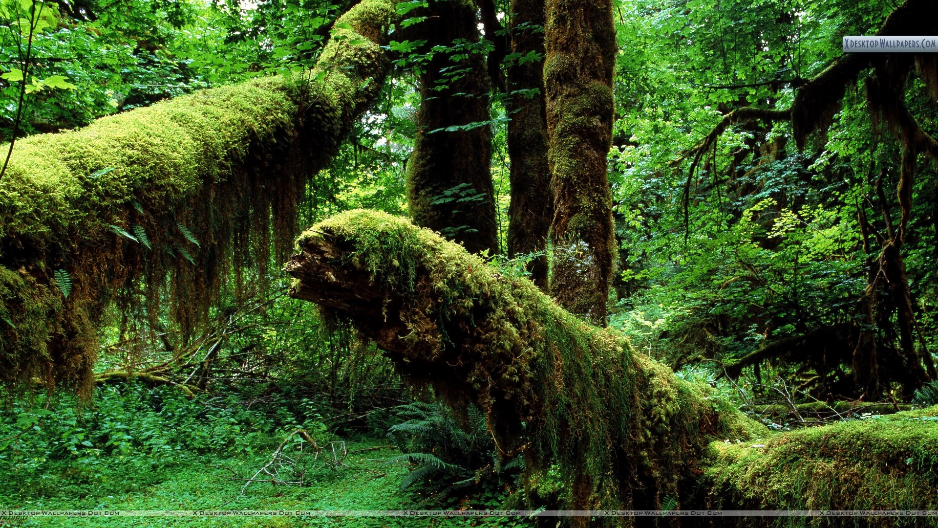Hoh Rainforest Desktop Background , HD Wallpaper & Backgrounds