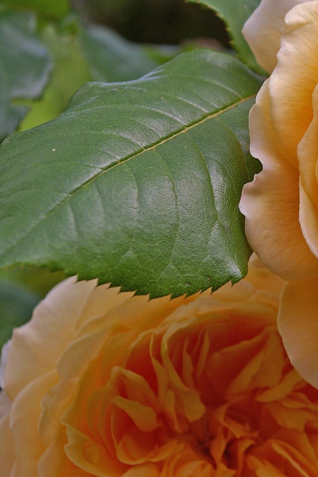 Rose, Graham Thomas, English Rose, Rose Variety, Garden - Garden Roses , HD Wallpaper & Backgrounds