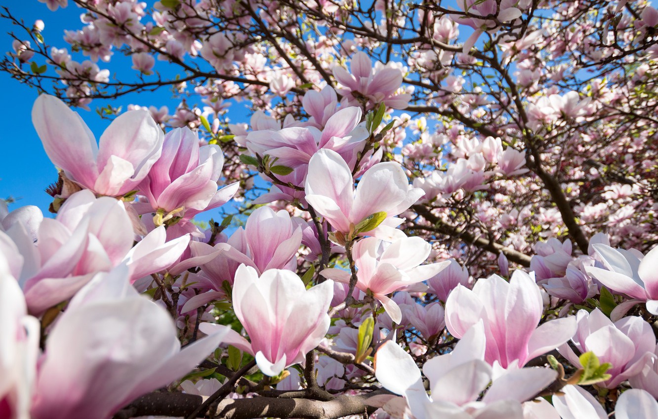 Photo Wallpaper Tree, Flowers, Flowering, Magnolia - Chinese Magnolia , HD Wallpaper & Backgrounds