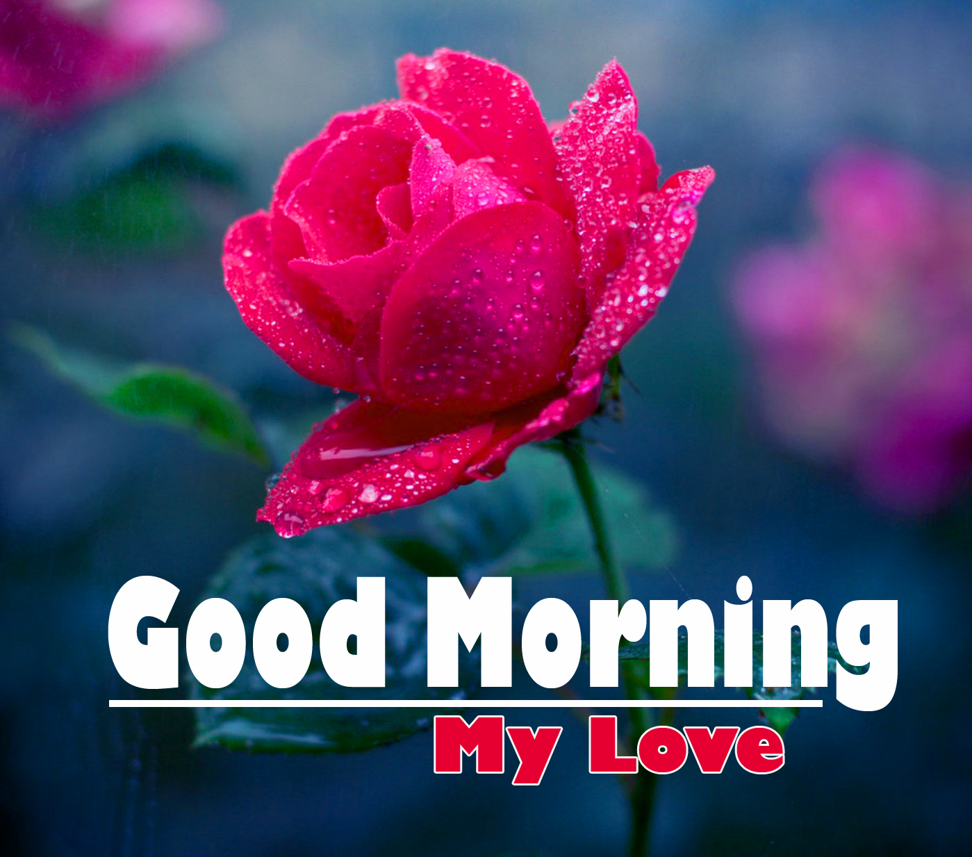 Flower Good Morning Images For Whatsaapp - Good Morning Love Flowers , HD Wallpaper & Backgrounds