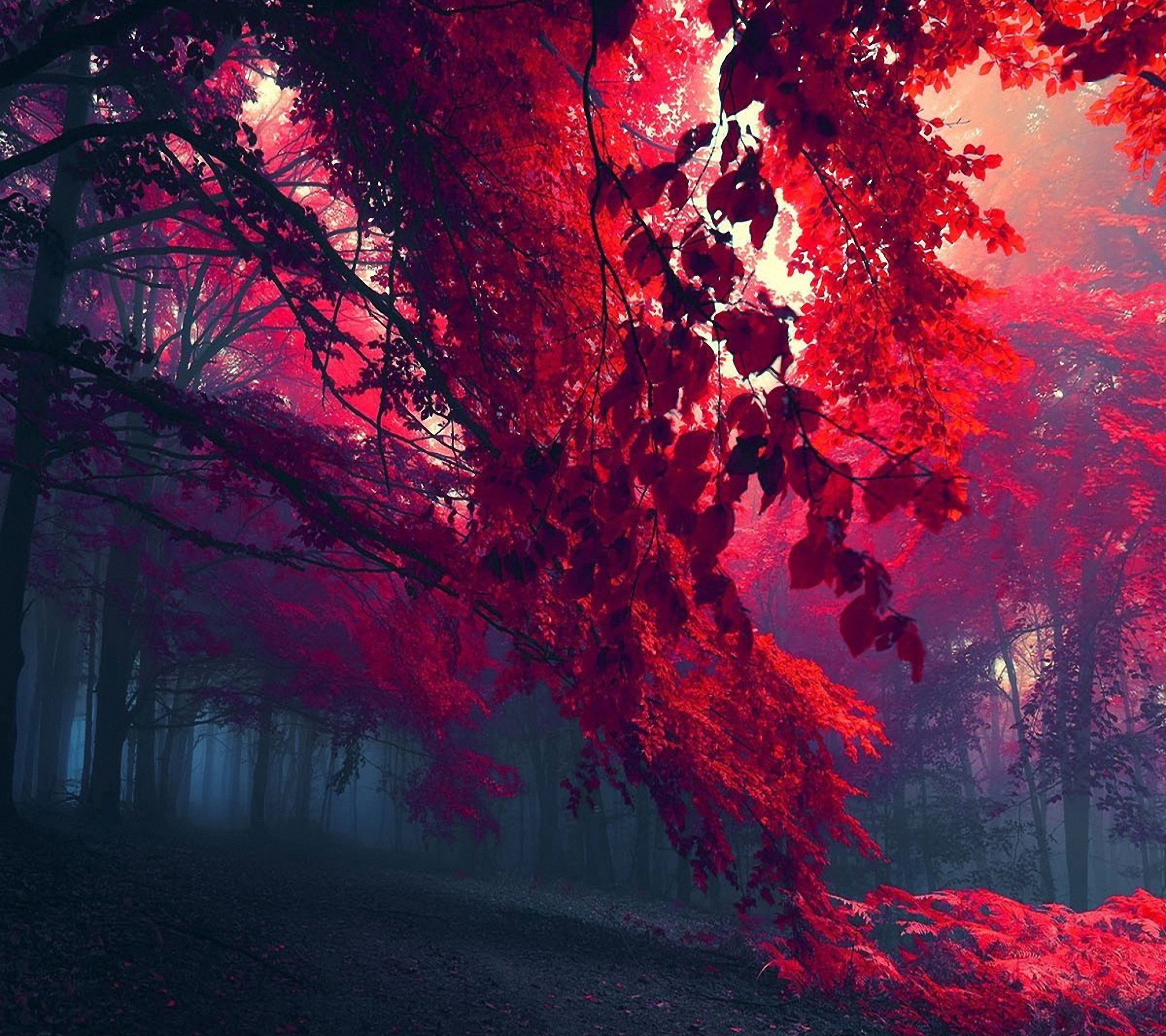 Hd Red Forest Sony Xperia Z Wallpapers - Ipad Air Wallpaper Red , HD Wallpaper & Backgrounds