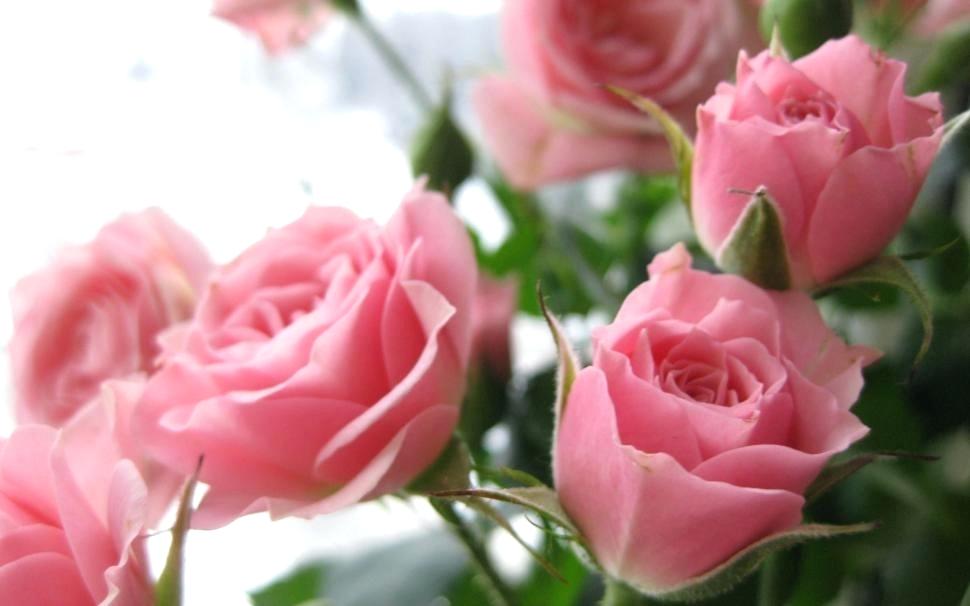 Hd Nature Love Wallpaper Download For Android Beauty - Soft Pink Roses Hd , HD Wallpaper & Backgrounds