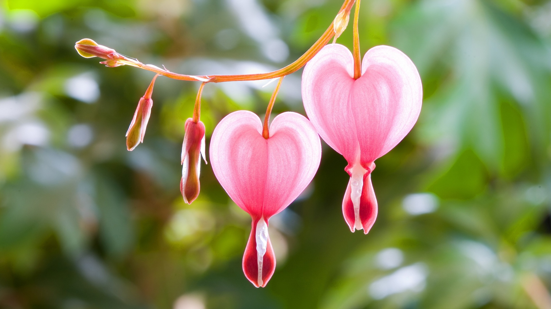 Flowers Heart Wallpaper - Cute Flower Images Hd , HD Wallpaper & Backgrounds