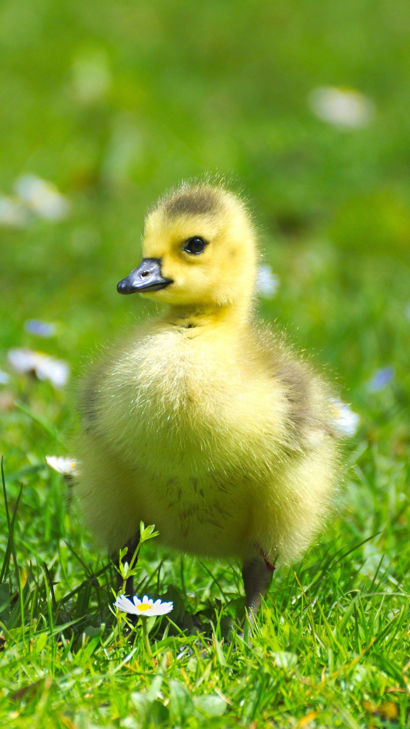 Fluffy Baby Goose - Baby Duck Backgrounds Iphone , HD Wallpaper & Backgrounds