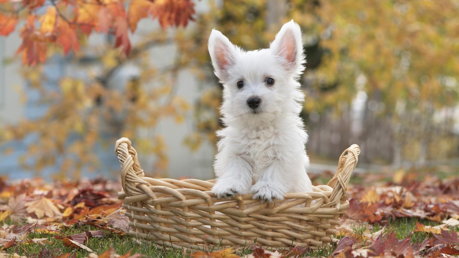 Fluffy White Dog Wallpaper - West Highland White Terrier Hd , HD Wallpaper & Backgrounds