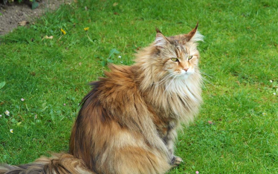 Cat Fluffy Wallpaper Siberian Cat Male 294346 Hd Wallpaper