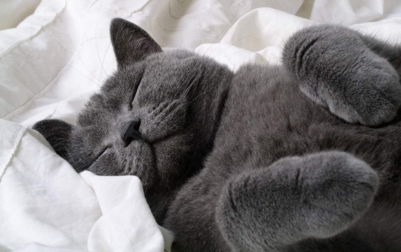 Fluffy Grey Cat Wallpapers - Russian Blue Big Cat , HD Wallpaper & Backgrounds