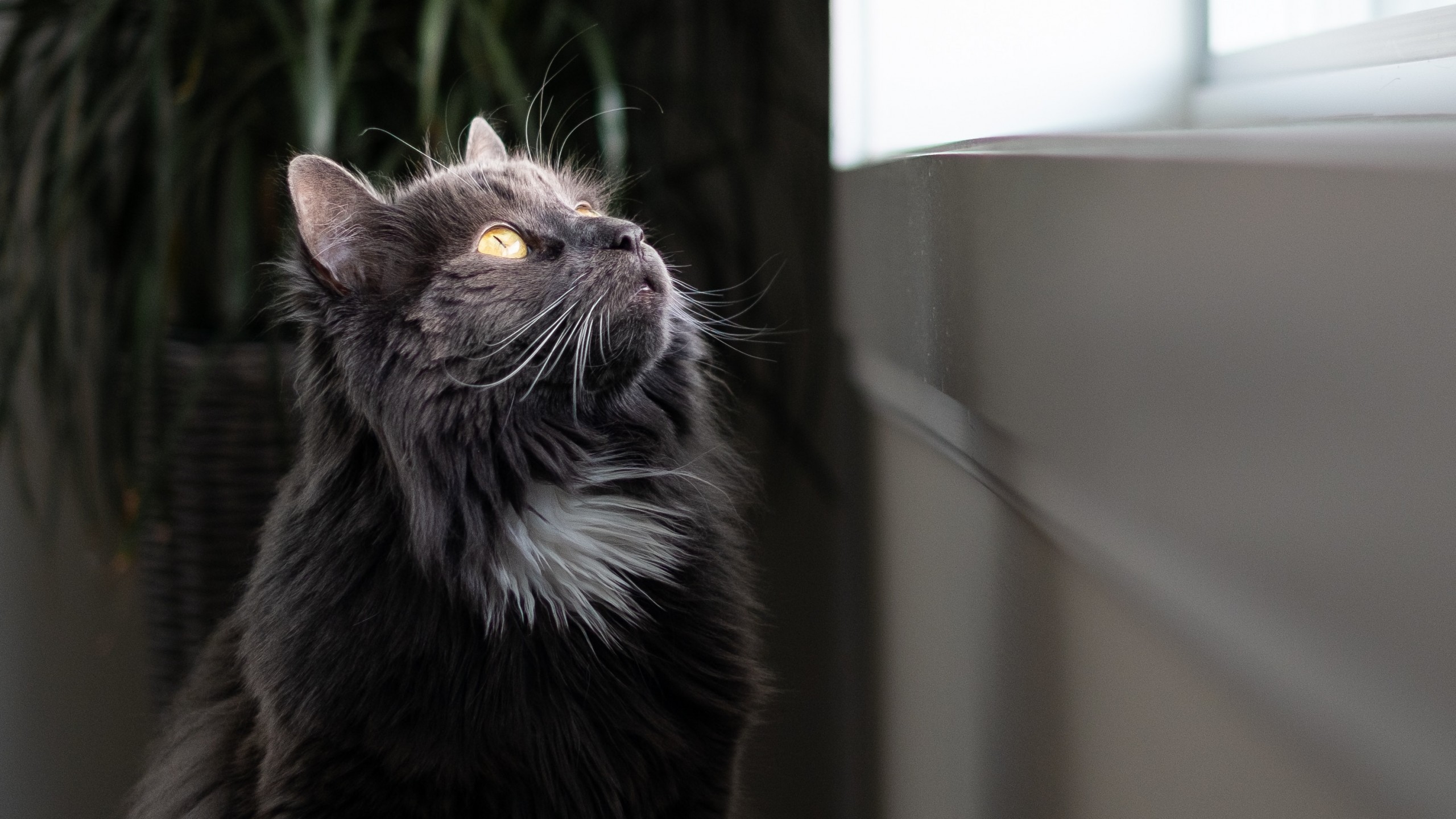 Majestic Cat, Fluffy - Dark Grey Cat , HD Wallpaper & Backgrounds
