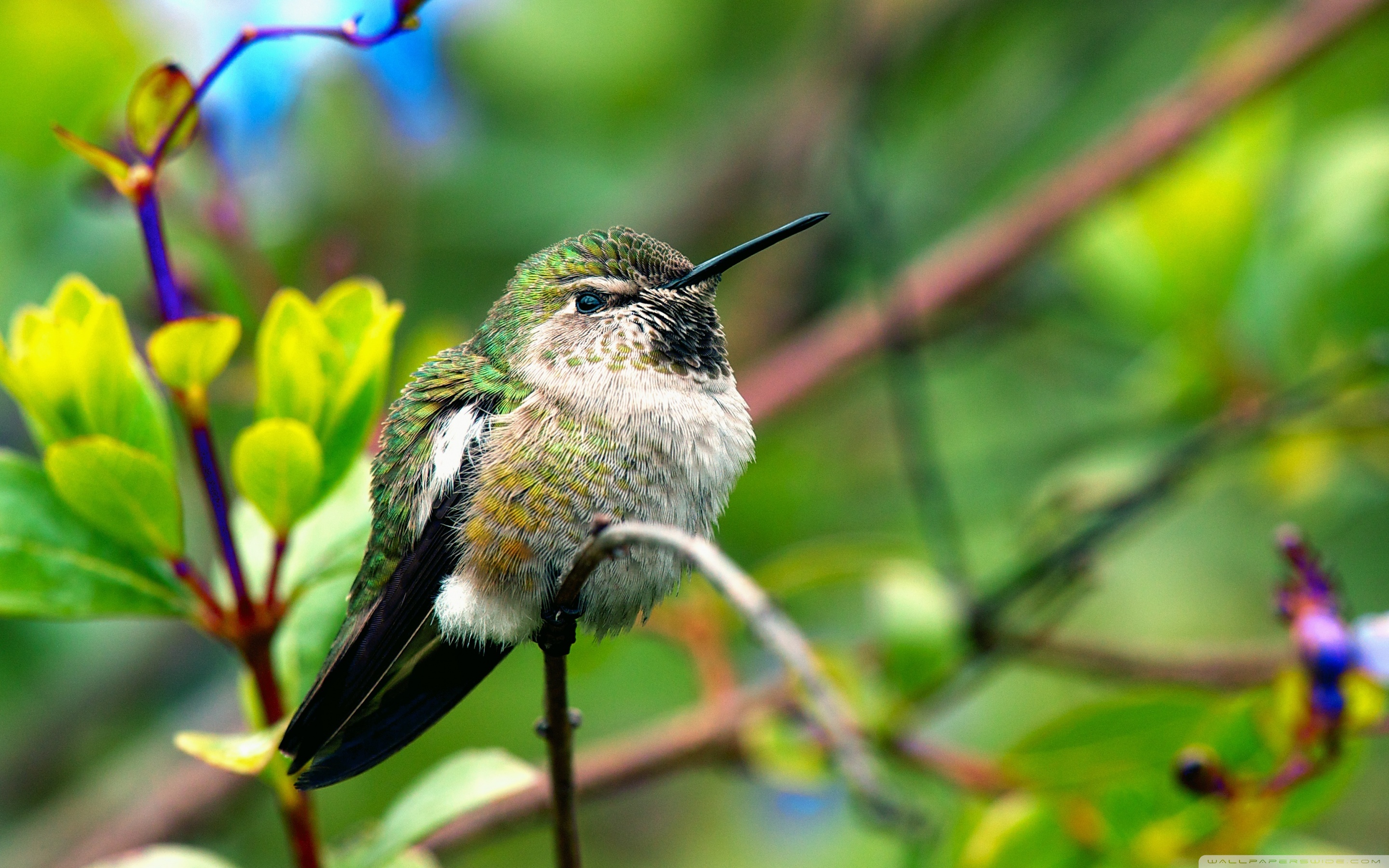 Wide - Fluffy Hummingbird , HD Wallpaper & Backgrounds