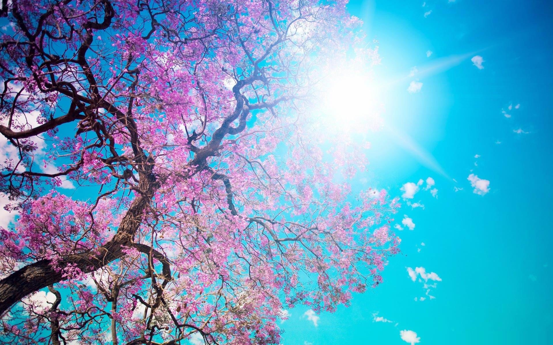 Download Free Spring Wallpapers Most Beautiful Places - Hình Nền Máy Tính , HD Wallpaper & Backgrounds