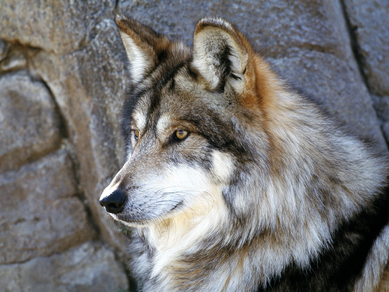 Fluffy Face Dog Wolf Look - Mexican Wolf , HD Wallpaper & Backgrounds
