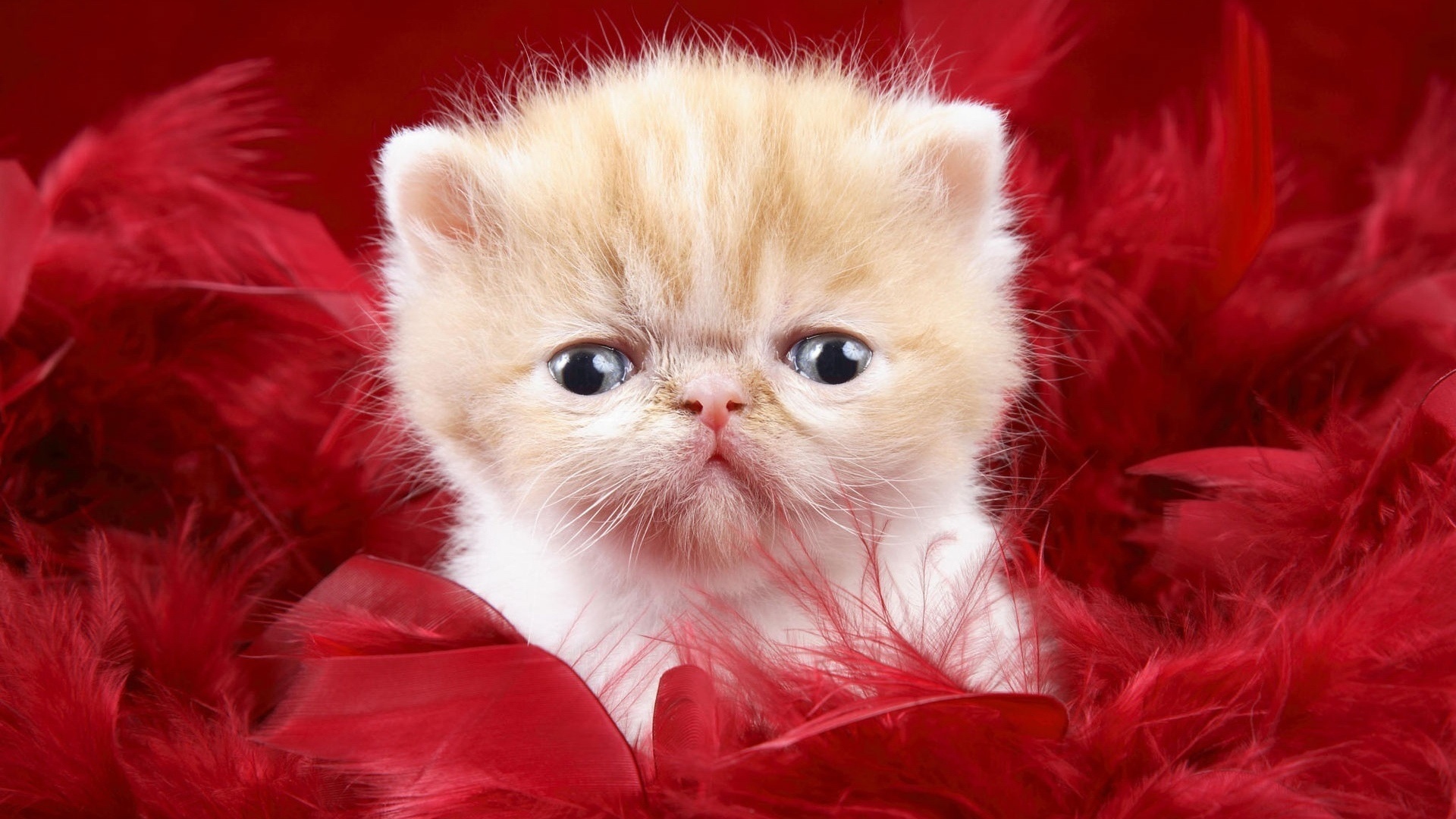 Jordan Carver Best Cats Fluffy Hd Kitty Walls Kitten - Cute Animal Photo Download , HD Wallpaper & Backgrounds