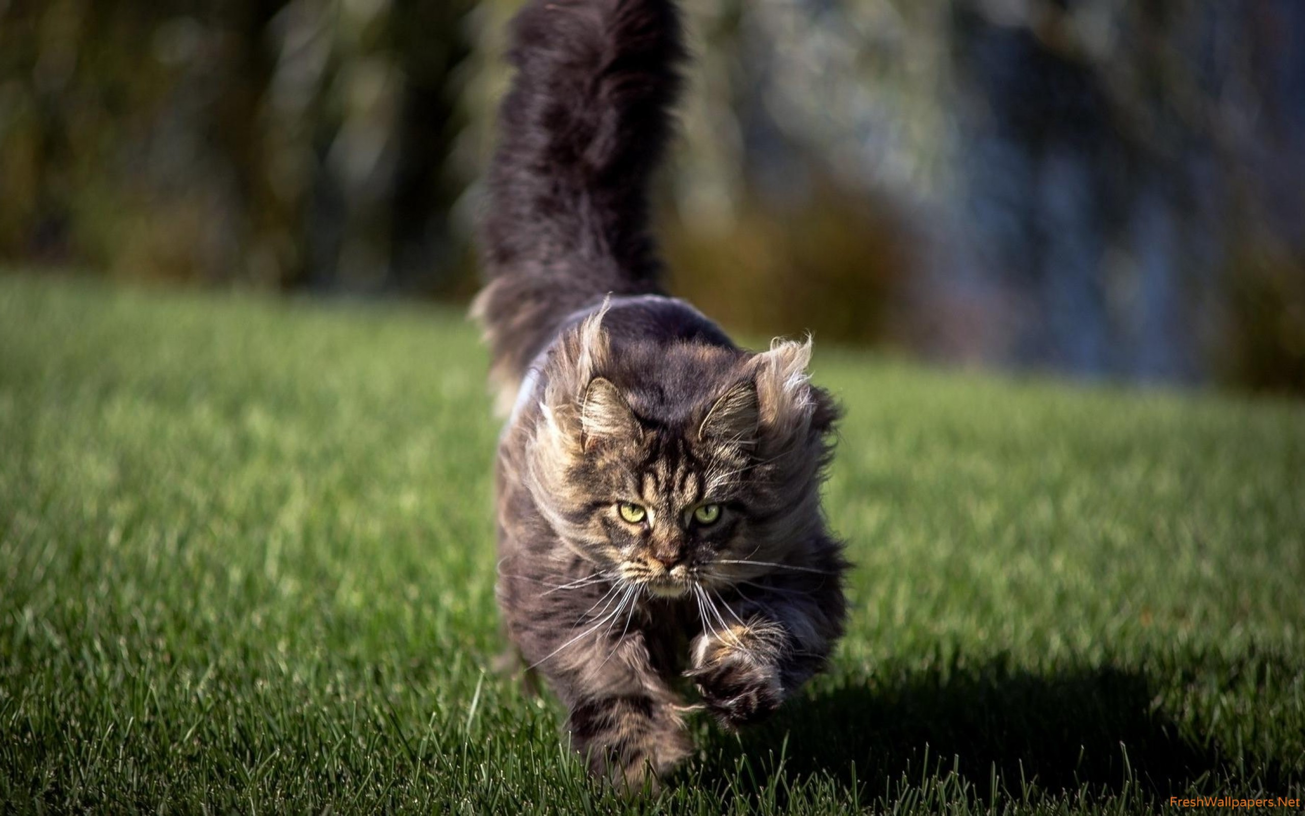 Fluffy Cat Sunning In The Grass Wallpaper - Domestic Short-haired Cat , HD Wallpaper & Backgrounds