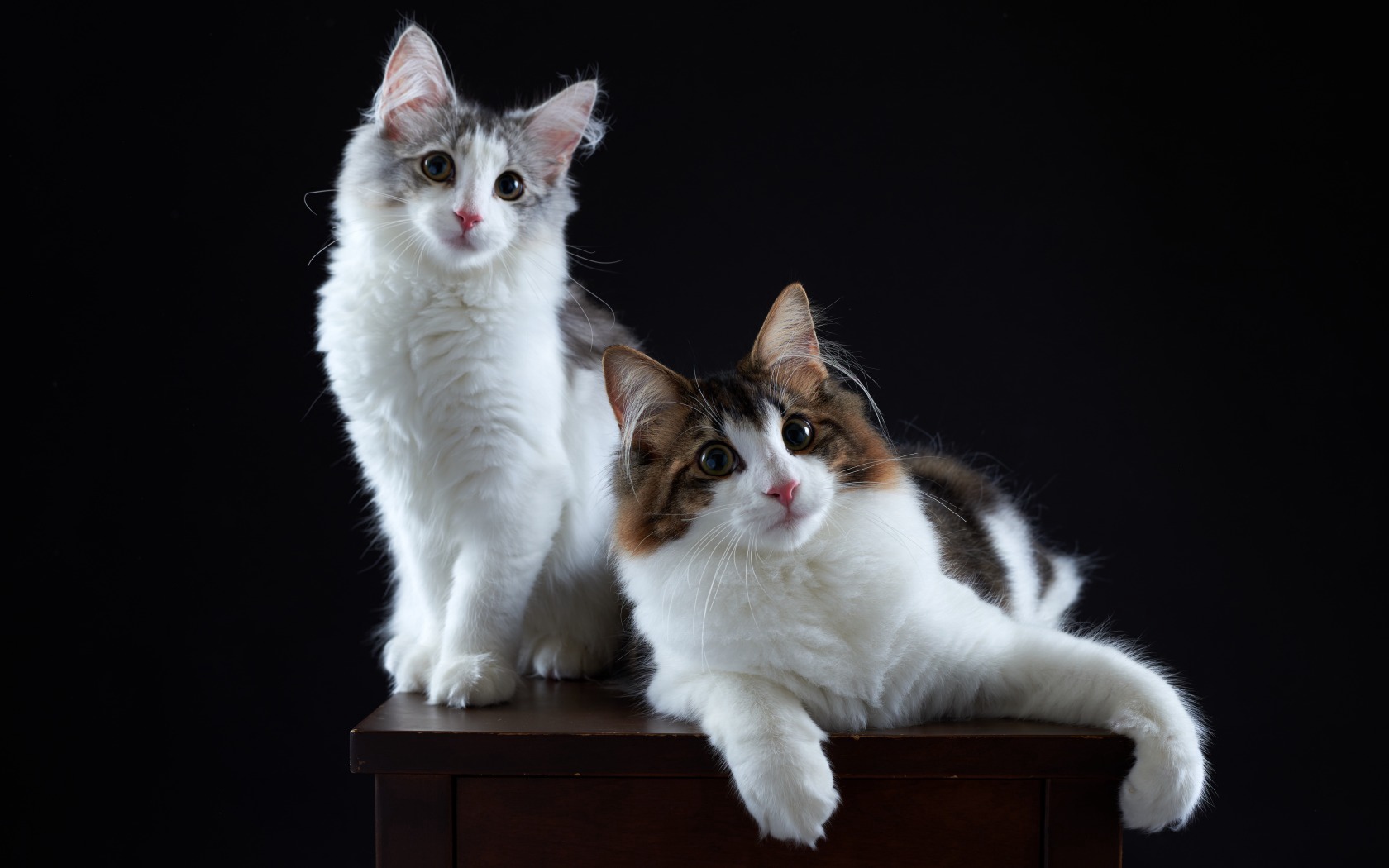 Wallpaper Cats, Couple, Fluffy - Gato En Un Fondo Negro , HD Wallpaper & Backgrounds