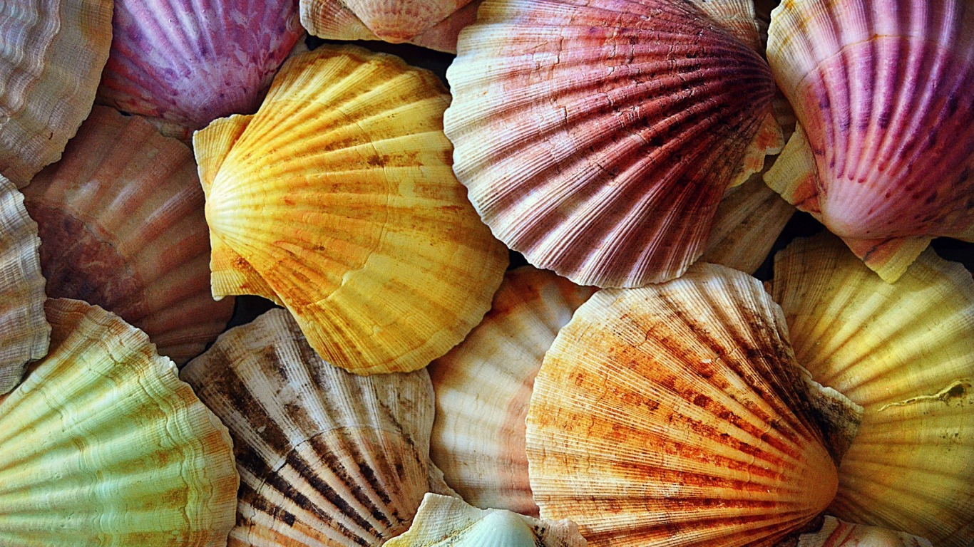 Shells Wallpaper Seashells Wallpaper Collection Most - Cool Seashells , HD Wallpaper & Backgrounds