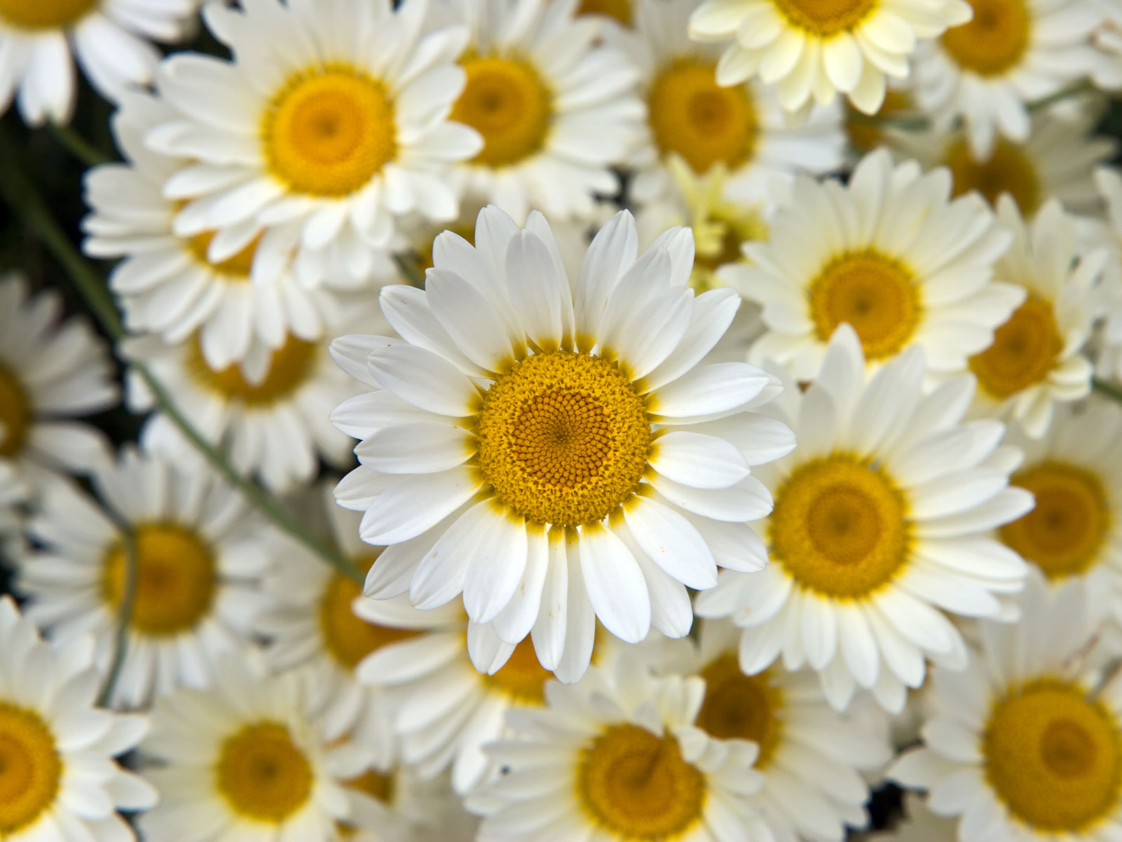 Download Flower Background Tumblr Wallpaper - White And Yellow Flower Background , HD Wallpaper & Backgrounds