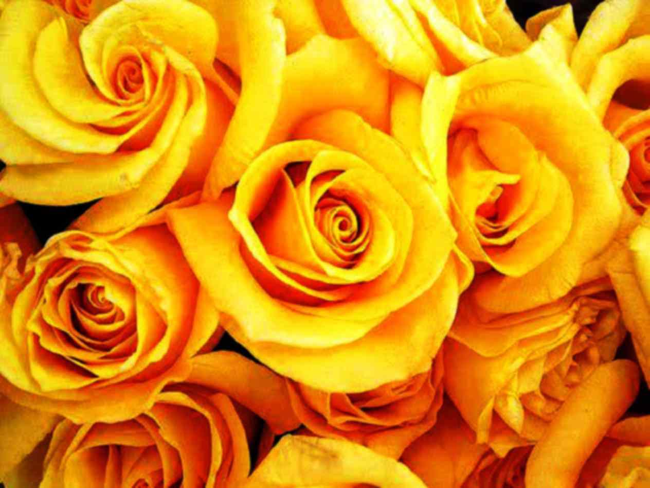 Rose - Rose Flower Yellow Colour , HD Wallpaper & Backgrounds