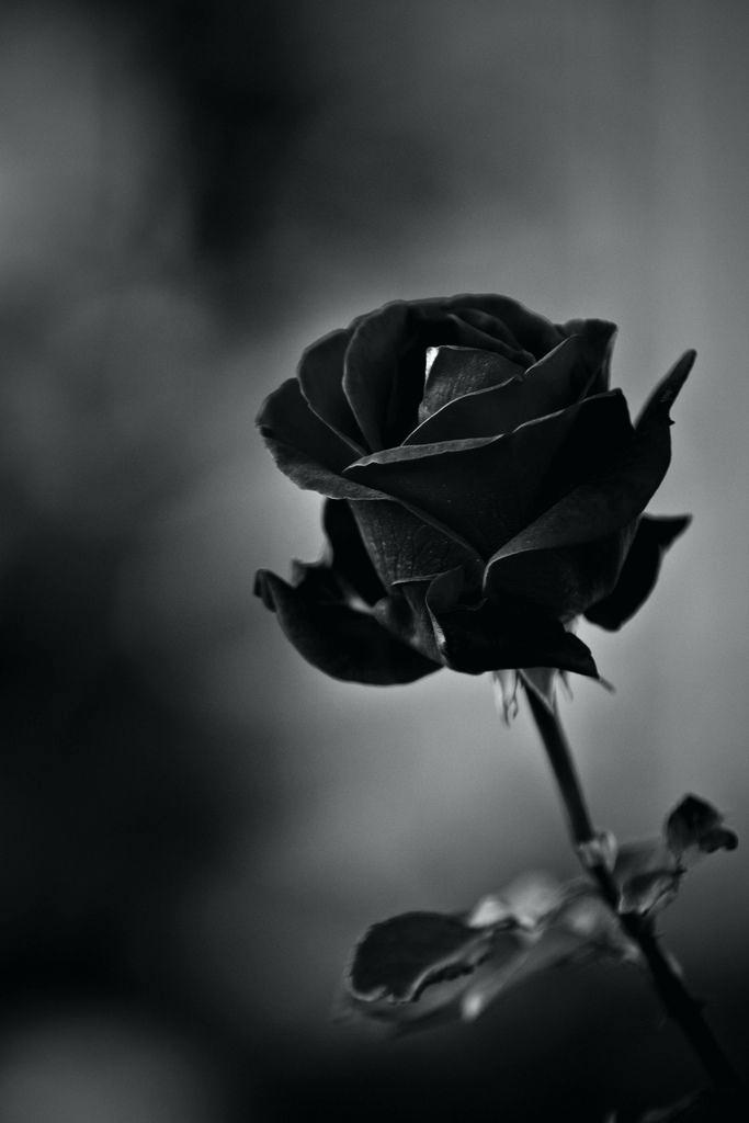 Black Rose Wallpapers High Quality Download Free Wallpaper - Iphone Black Rose Wallpaper Hd , HD Wallpaper & Backgrounds