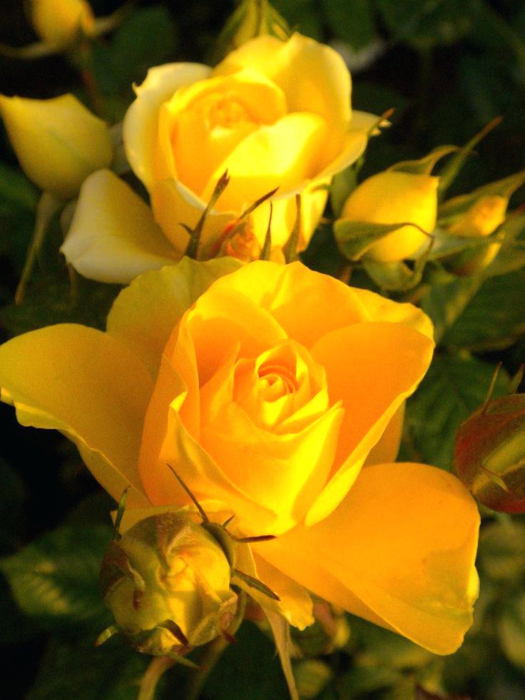 Yellow Flowers Wallpaper Beautiful Yellow Roses Click - Beautiful Yellow Rose Flowers , HD Wallpaper & Backgrounds