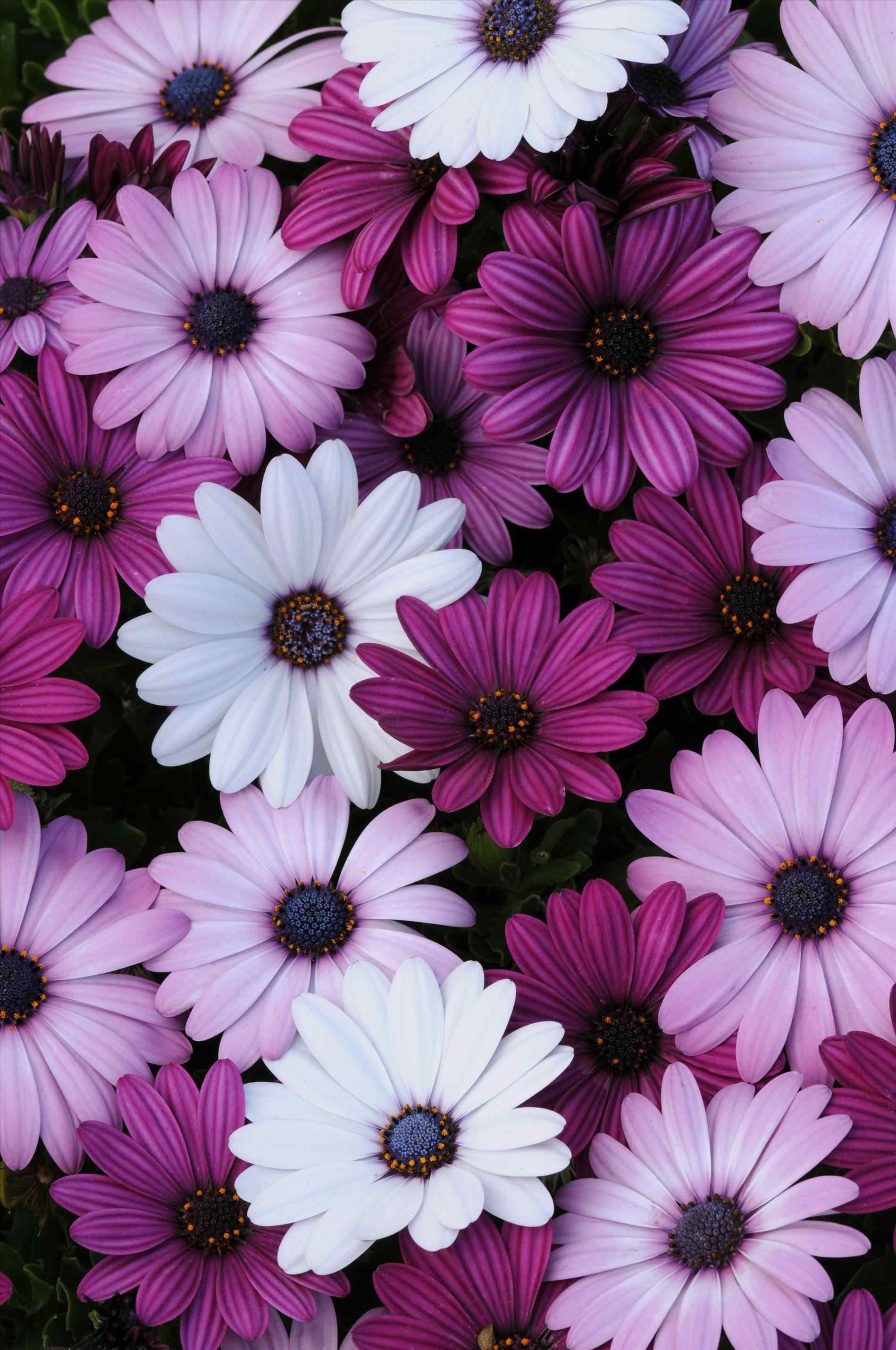 Rose Purple Flower Erde/natur Blume Wassertropfen Close-up - Fleurs Fond D Ecran , HD Wallpaper & Backgrounds