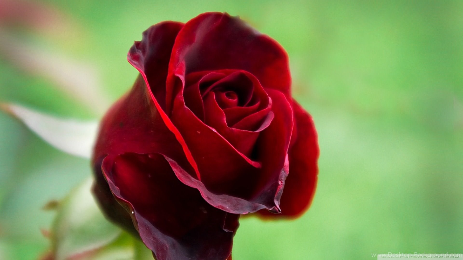 Popular - Beautiful Red Rose Flower , HD Wallpaper & Backgrounds