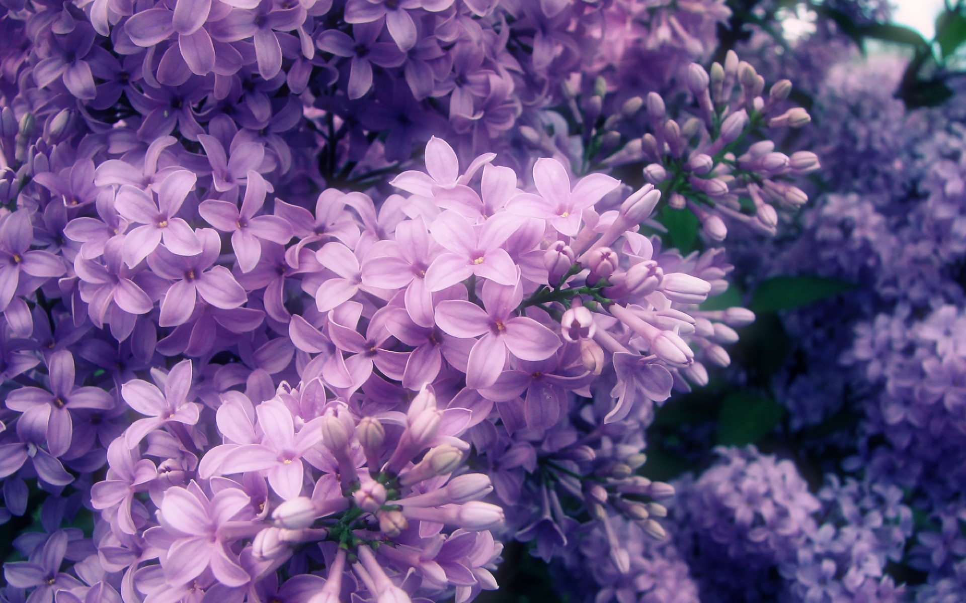 Light Purple Flowers Tumblr - Purple Flowers Aesthetic , HD Wallpaper & Backgrounds