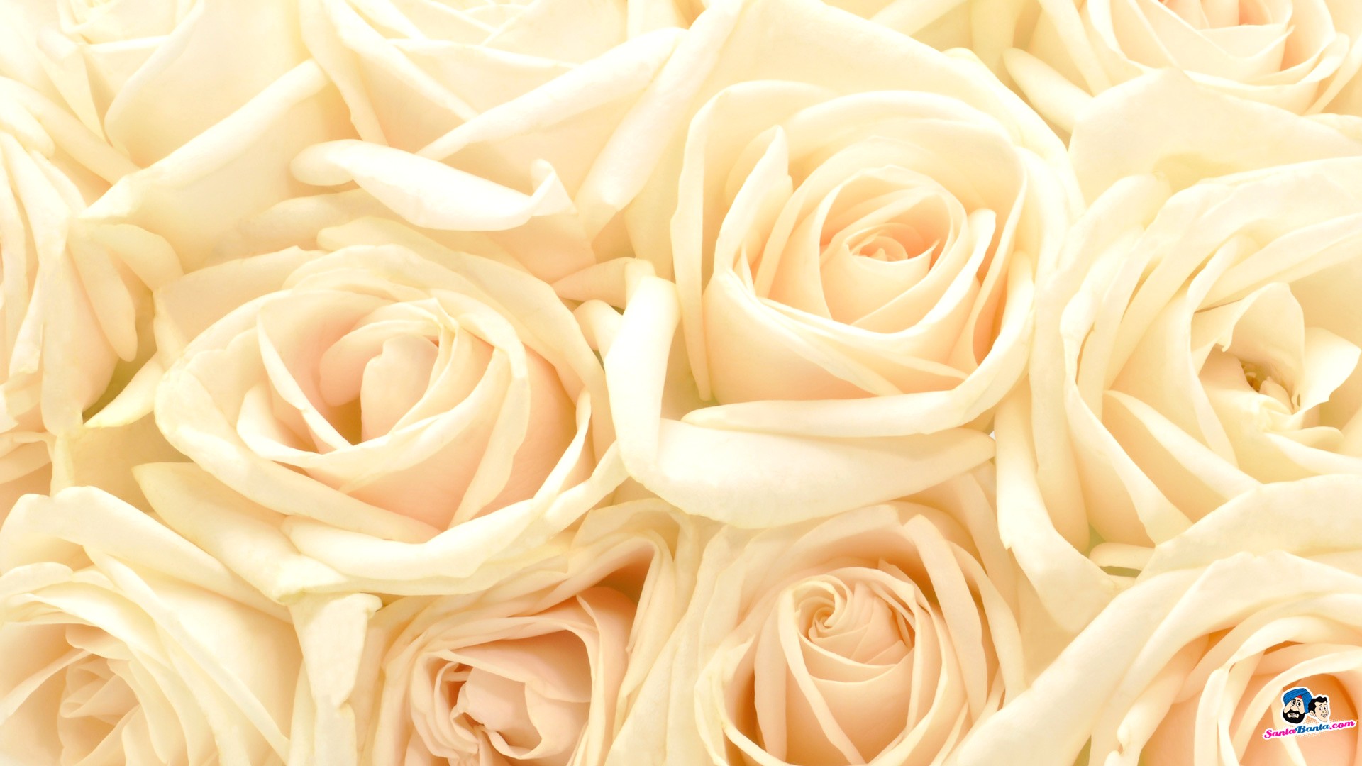 Roses Fond D Cran Tumblr Avec Roses Wallpaper Tumblr4 - White Roses Wallpaper Hd , HD Wallpaper & Backgrounds