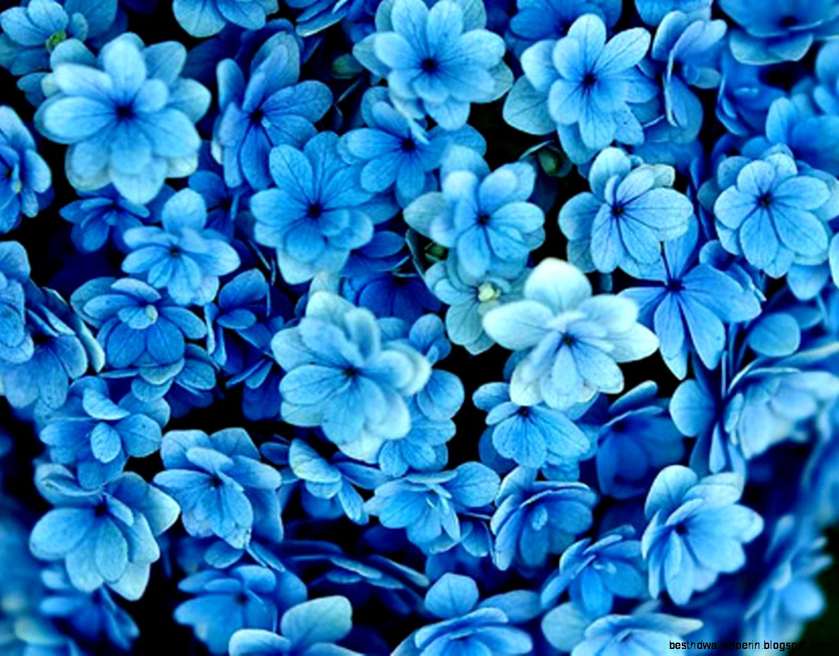 Incredible Blue White Wallpaper Tumblr - Blue Flowers , HD Wallpaper & Backgrounds