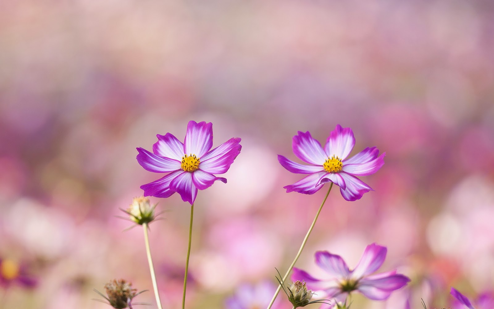 Flower Wallpaper Tumblr Hd Flowers Hd 297541 Hd