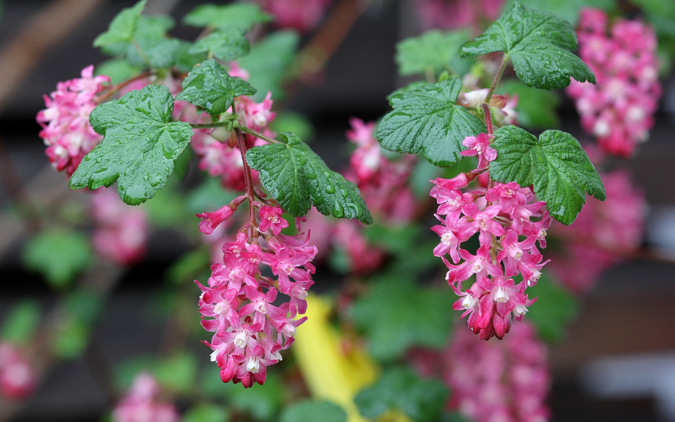 Green Nature, Pink, Flower Wallpaper Tumblr, Beauty,flower, - Loosestrife And Pomegranate Family , HD Wallpaper & Backgrounds