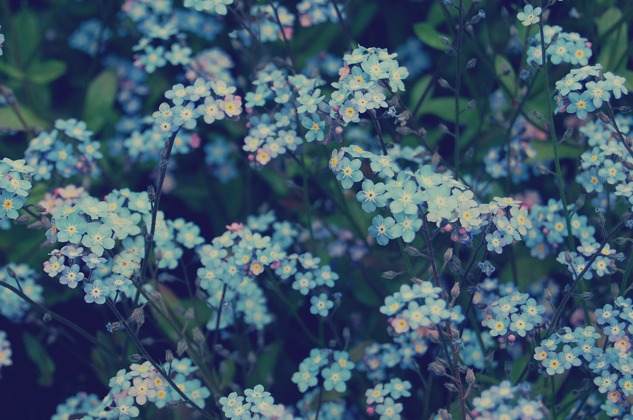 Flowers Tumblr , HD Wallpaper & Backgrounds