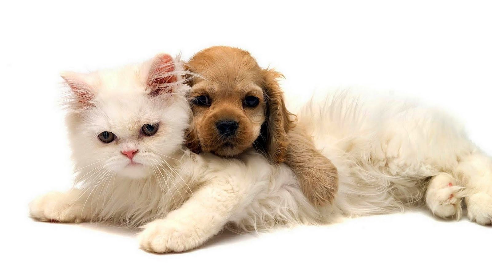 Background Cat And Dog , HD Wallpaper & Backgrounds