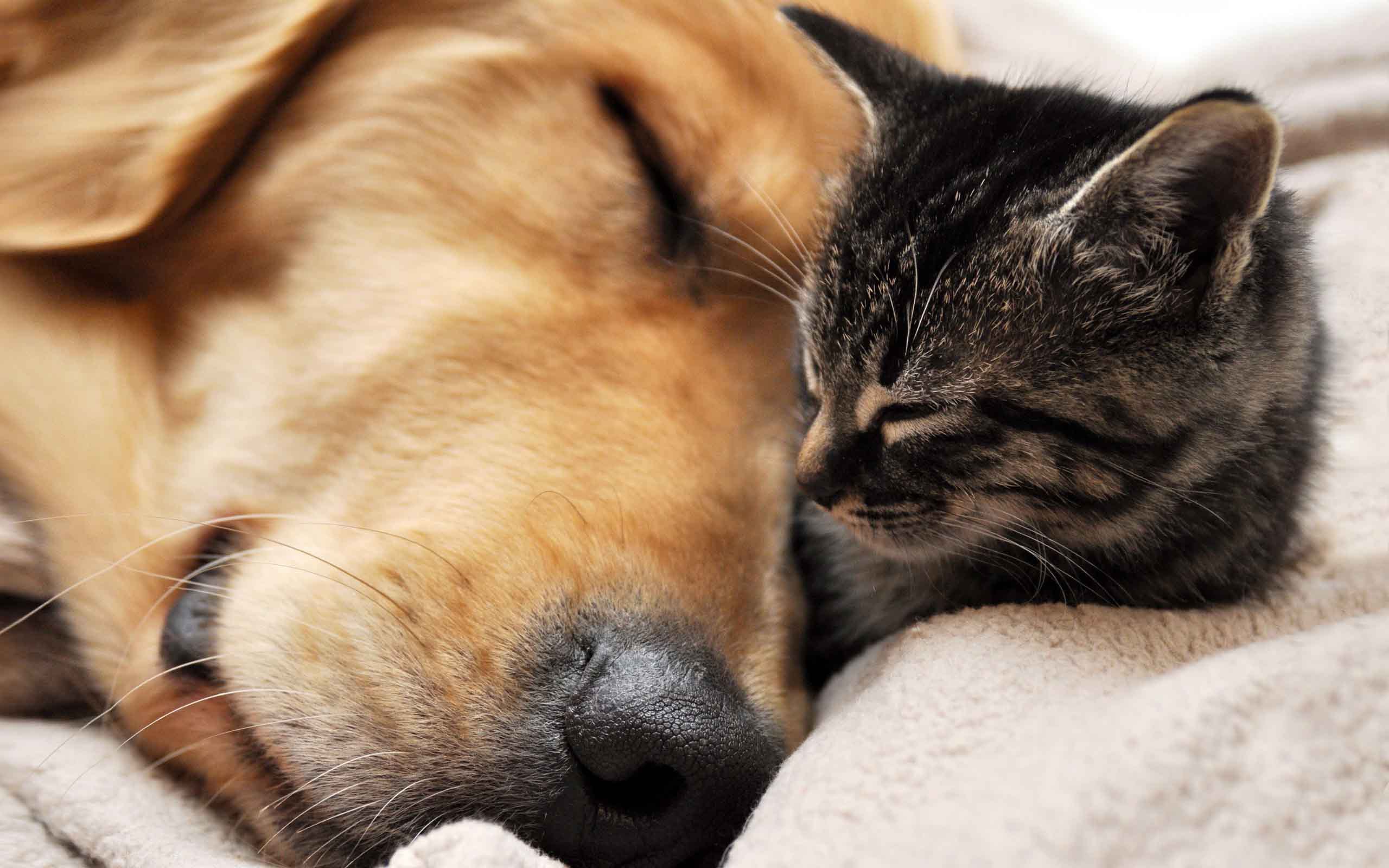 Cute Dog And Cat Wallpaper - Dogs And Cats Backgrounds , HD Wallpaper & Backgrounds