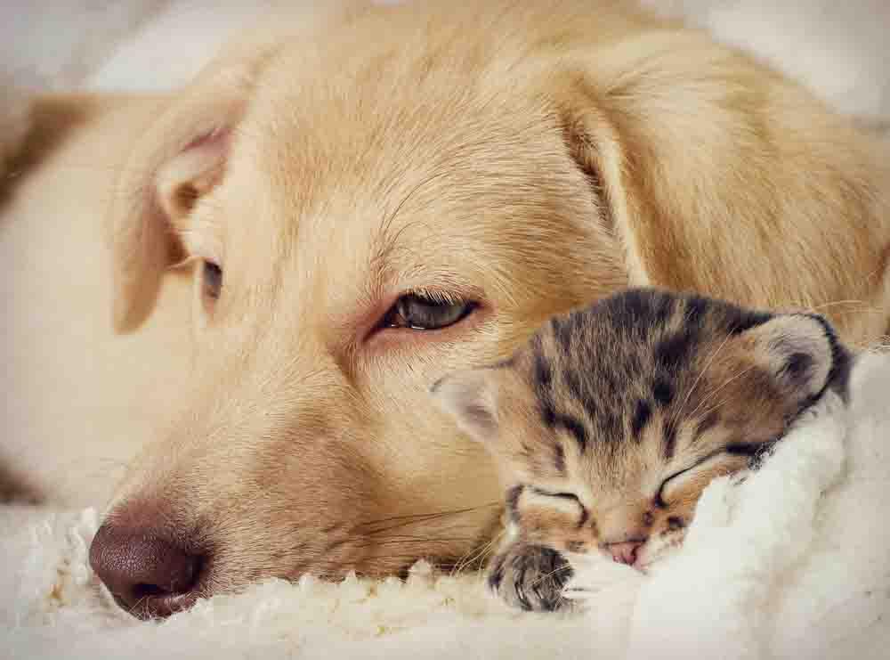 Dog And Cat Wallpaper - Cat And Dog Wallpaper Hd , HD Wallpaper & Backgrounds