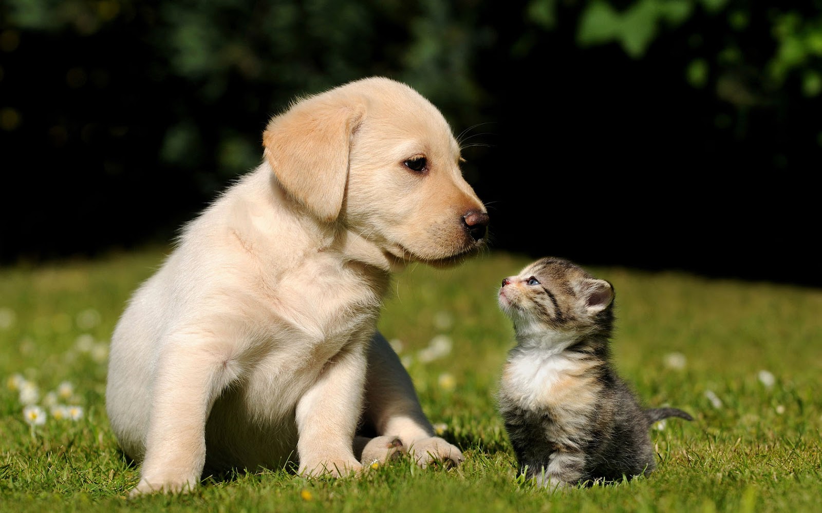 Animal Wallpaper Dog Cat Friends Grass - Cute Pics Of Puppies And Kittens , HD Wallpaper & Backgrounds