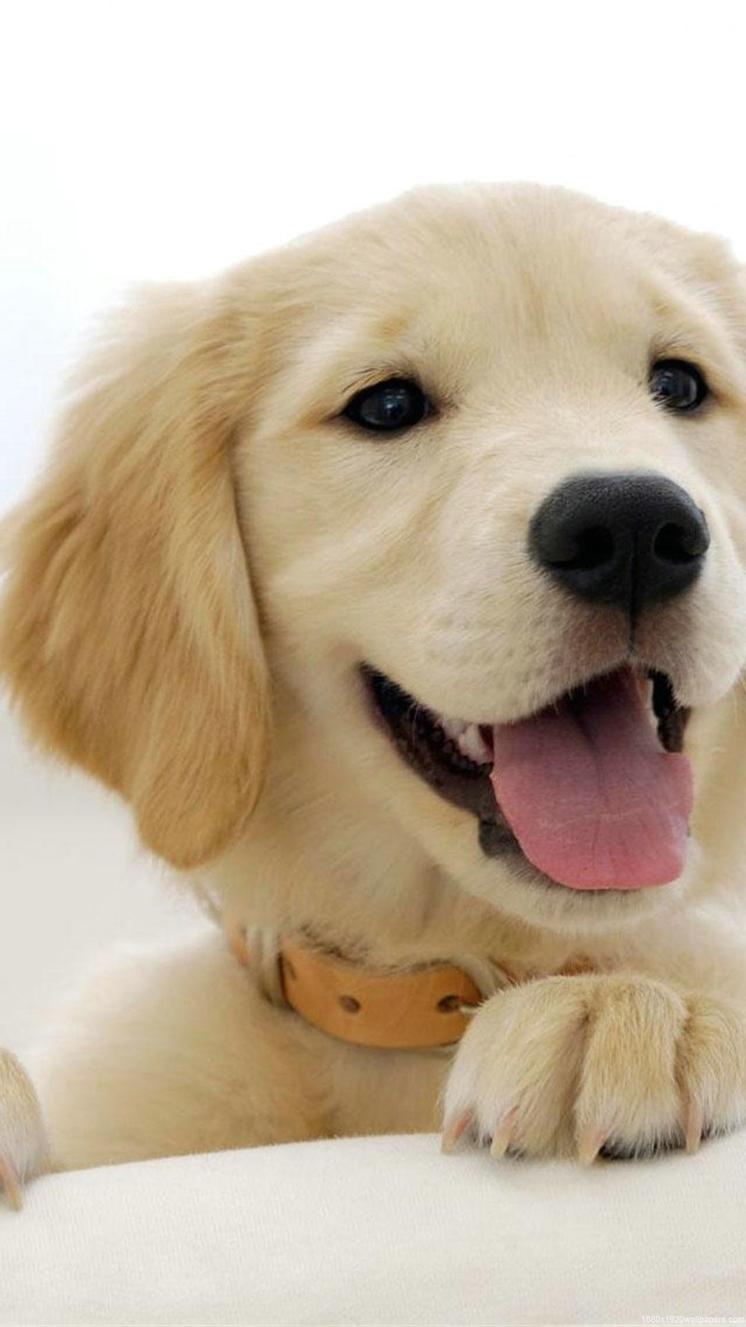Dog Puppy Animal Wallpapers Hd - Dogs Wallpaper For Mobile , HD Wallpaper & Backgrounds
