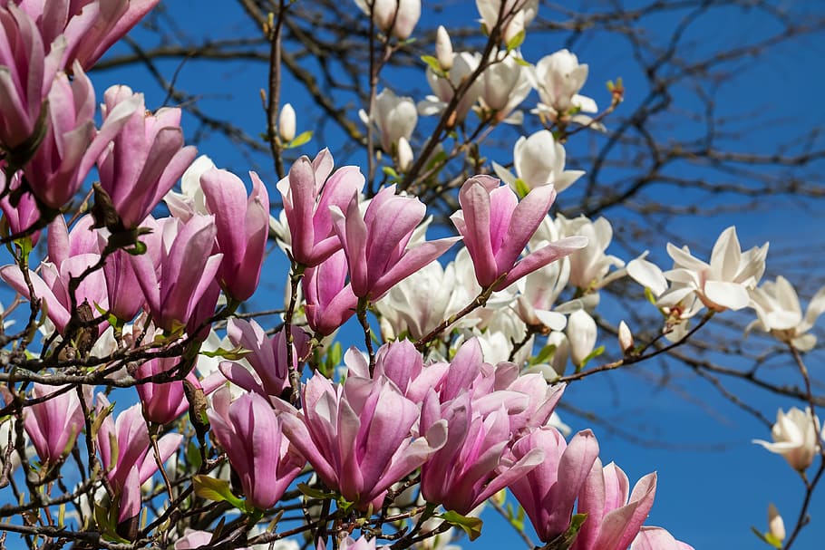 Pink And White Flowers Under Blue Sky, Magnolia, Magnolia - Magnolia , HD Wallpaper & Backgrounds