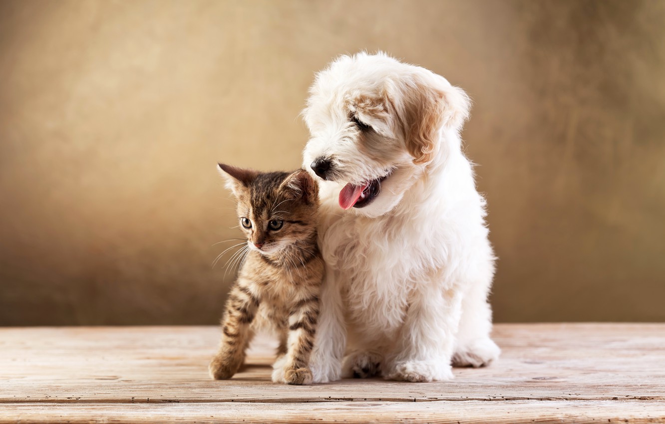 Photo Wallpaper Kitty, Dog, Friends, Lapdog, Kitten, - Cute Puppies And Kitten , HD Wallpaper & Backgrounds