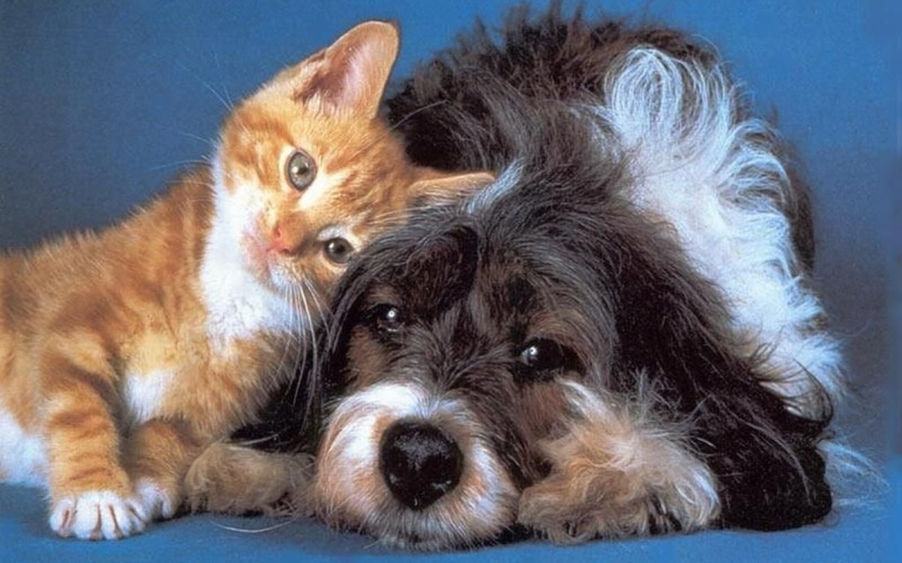 Dog And Cat Wallpaper Free Hd Wallpapers - Dog And Cat Wallpaper Cute , HD Wallpaper & Backgrounds