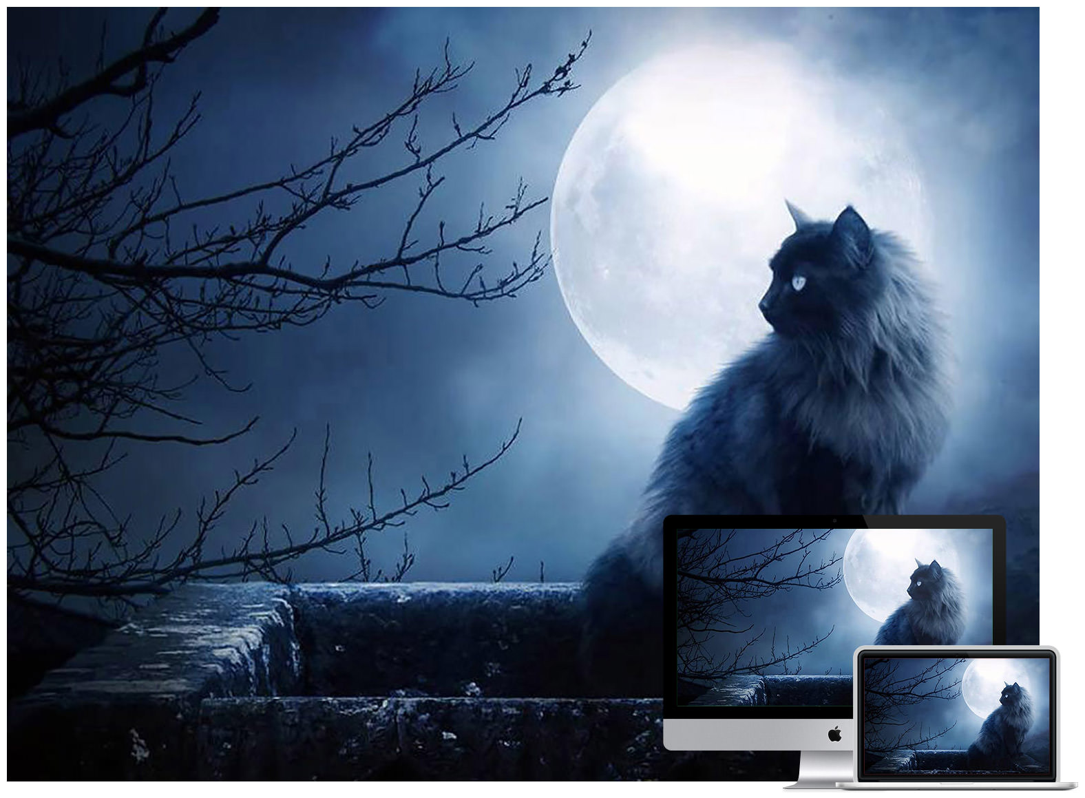 Full Moon Kitty Wallpaper - Mystical Magical Cat , HD Wallpaper & Backgrounds