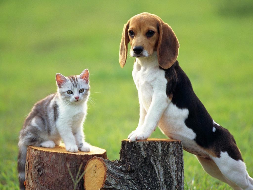 Cat And Dog Images Hd , HD Wallpaper & Backgrounds