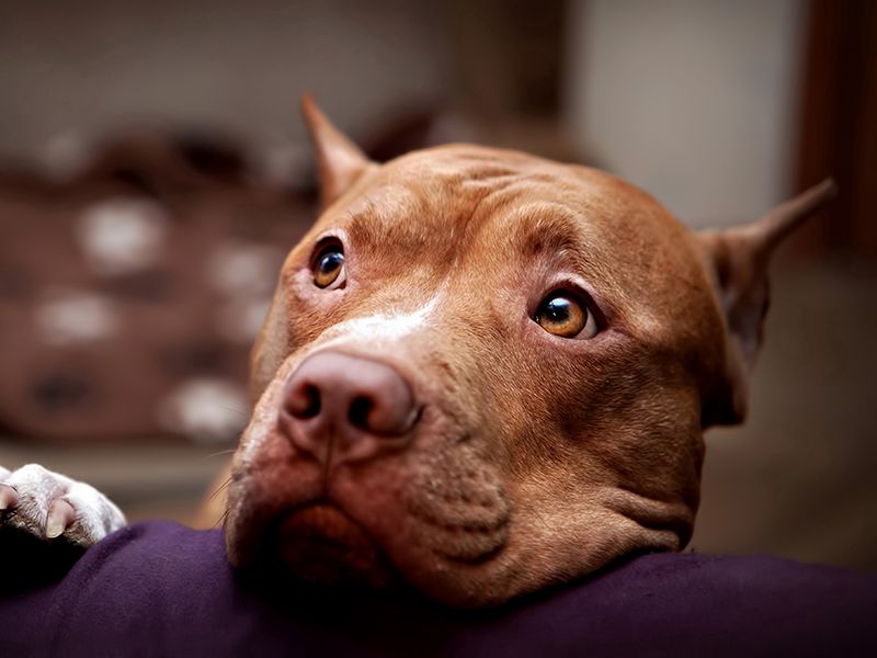 Wallpaper Pitbull, Dog, Face, Eyes, Sadness - Dog Sexually Assaulted In Washington State , HD Wallpaper & Backgrounds