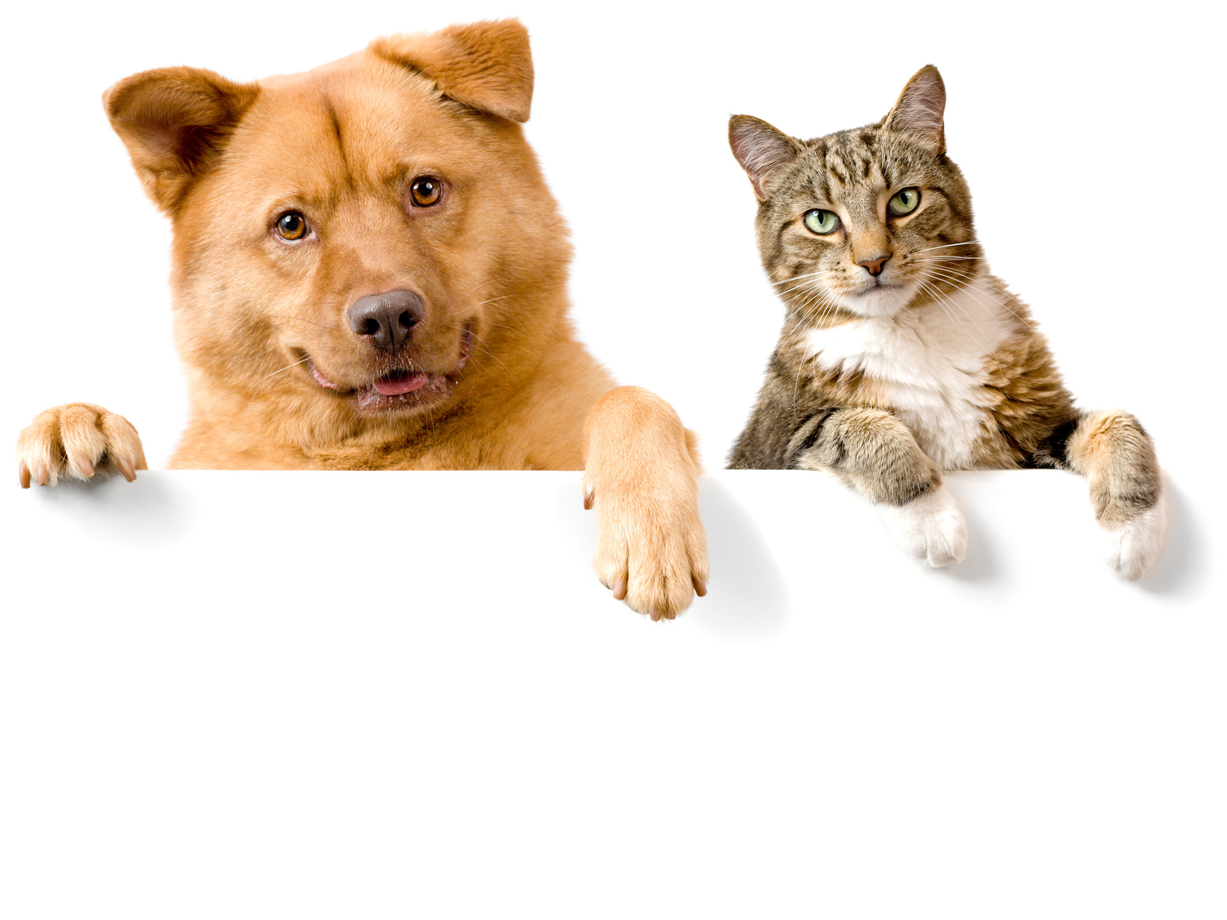 Dog And Cat Wallpaper Background 
 Src Dog And Cat - Cachorro E Cartão Vacinação , HD Wallpaper & Backgrounds