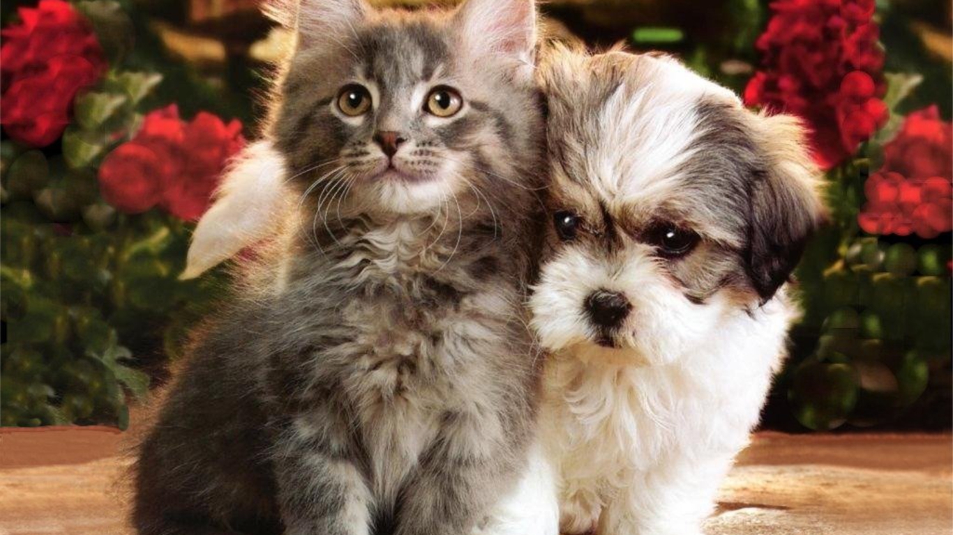 Cats And Dogs Hd Cats Wallpapers Download Wallpapers - Dogs And Cats Images Download , HD Wallpaper & Backgrounds