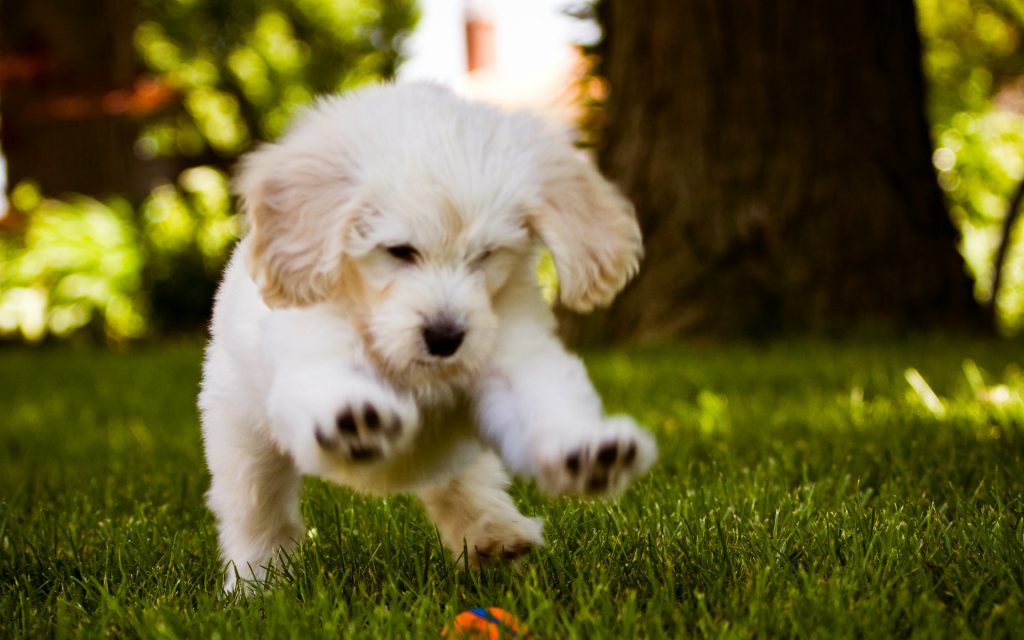 Puppies Live Wallpaper - Dog Wallpaper On Pc , HD Wallpaper & Backgrounds
