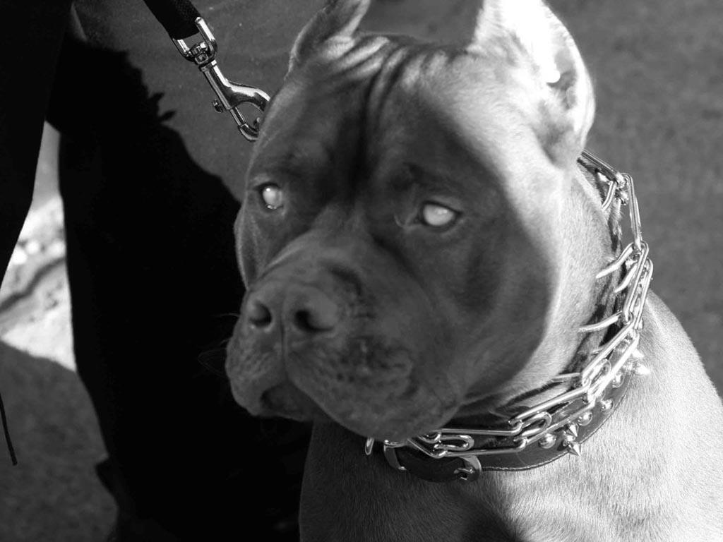 Pitbull Pack 5 Dog Wallpaper - Pitbull Wallpapers For Android , HD Wallpaper & Backgrounds