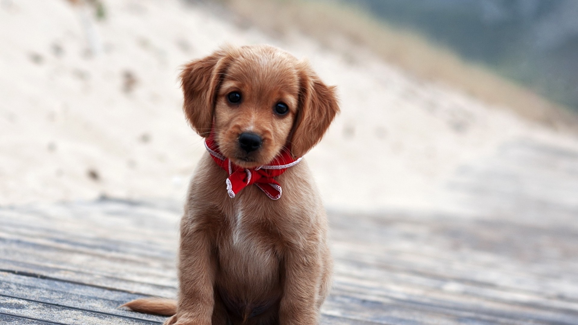 Hd Wallpaper Puppies 2019 Live Wallpaper Hd - Cute Dogs , HD Wallpaper & Backgrounds